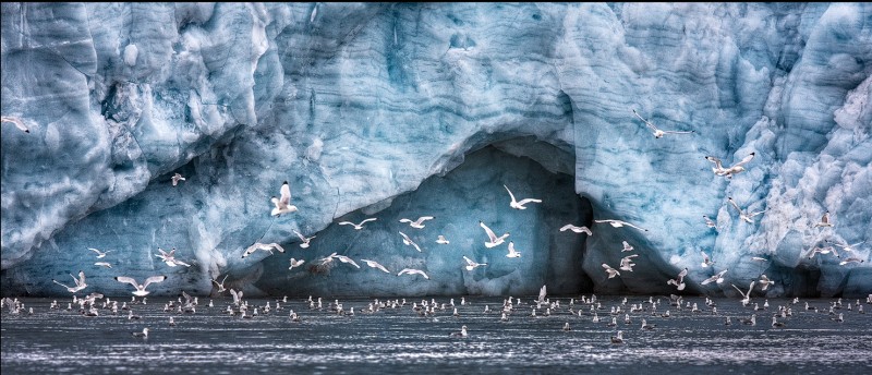 Gulls---Svalbard.jpg