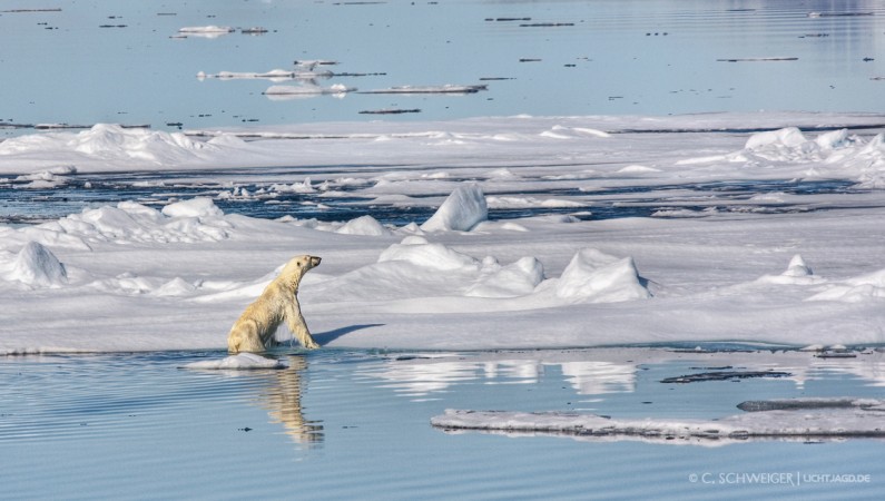 Svalbard-Eisbaer-III.jpg