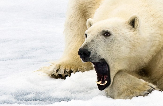 1.-0090712_Svalbard-2009_04015.jpg
