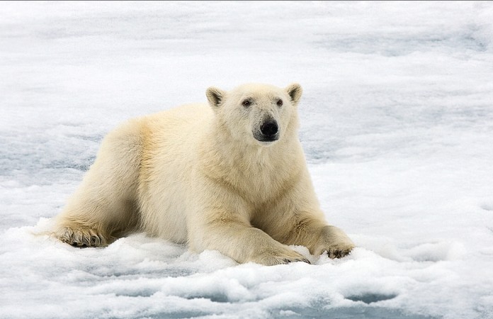 Eisbaer-Svalbard-III.jpg