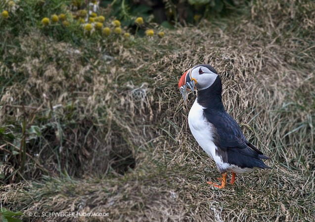 Puffin-Fish.jpg