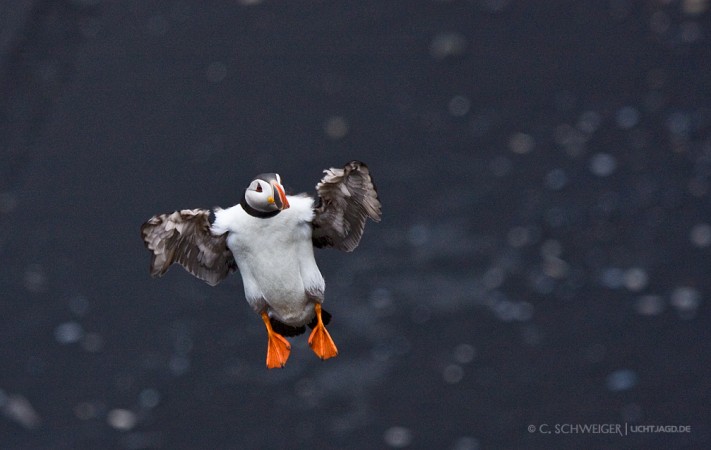 Puffin-III.jpg