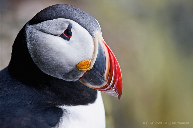 Puffin-Portrait.jpg