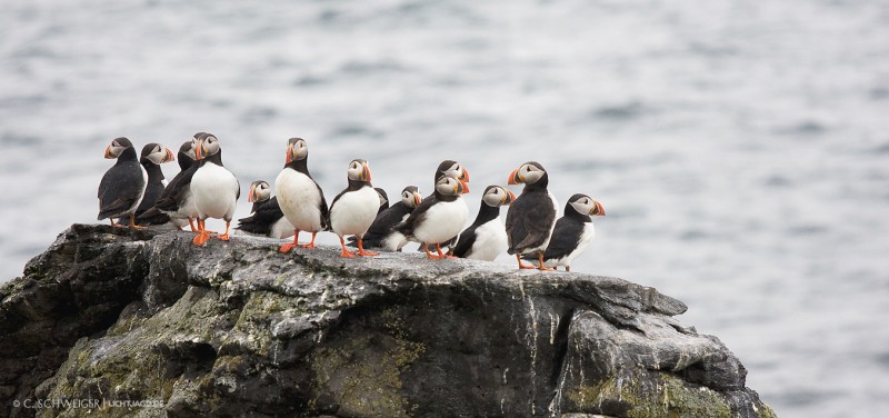 Puffins-Vigur.jpg