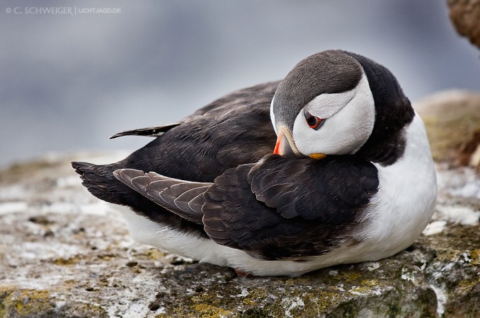 Sad-Puffin.jpg