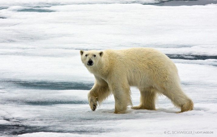 Svalbard---Eisbaer-II.jpg