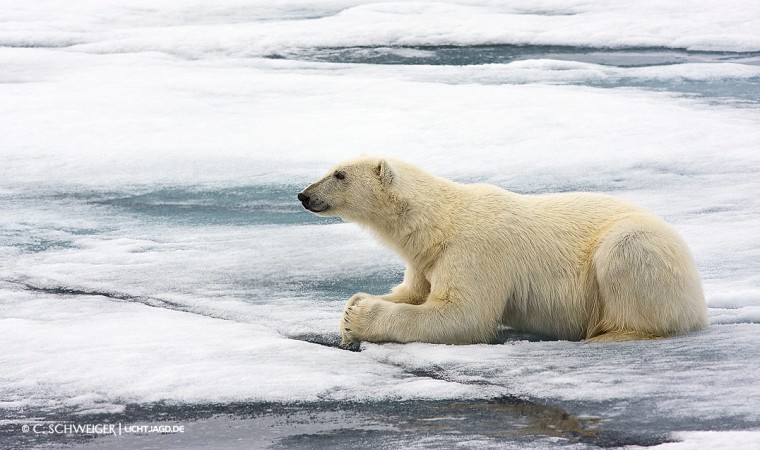 Svalbard-Eisbaer-V.jpg