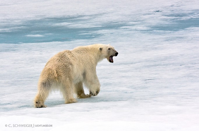 Svalbard-Eisbaer-VI.jpg