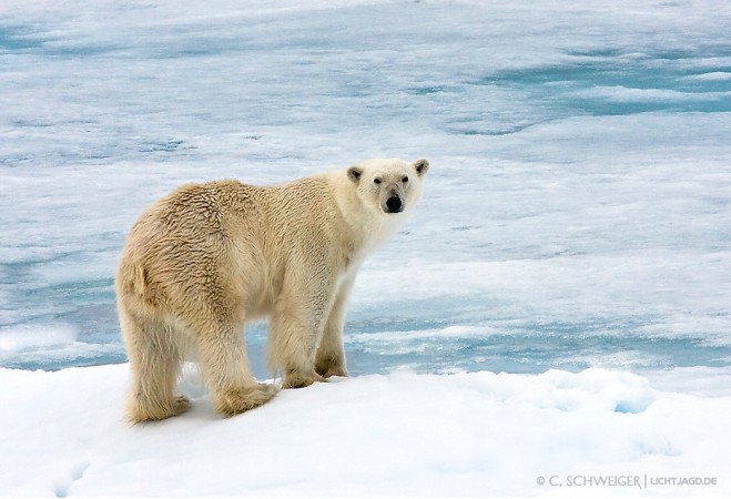 Svalbard-Eisbaer-VII.jpg