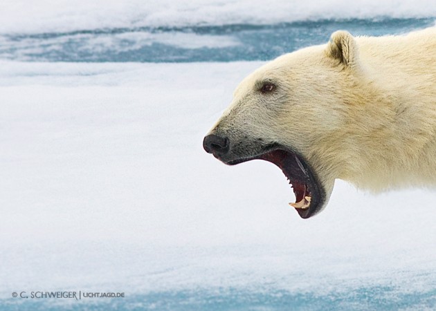 Svalbard-bad-boy.jpg