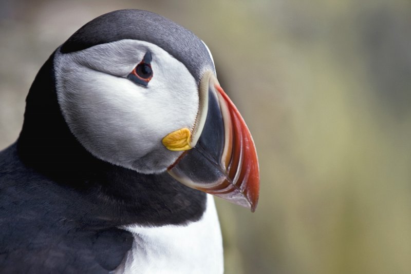 Puffin