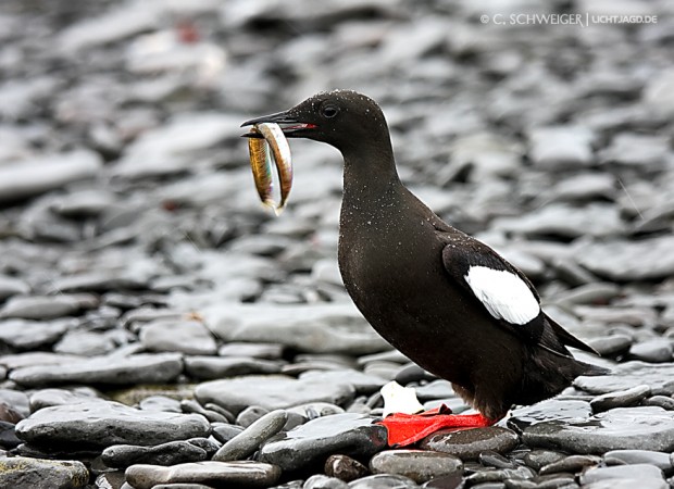 Bird-Vigur.jpg